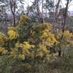 Acacia boormanii at West Albury, NSW - 15 Sep 2021