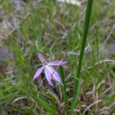 Caladenia carnea (Pink Fingers) at Glenroy, NSW - 15 Sep 2021 by Darcy
