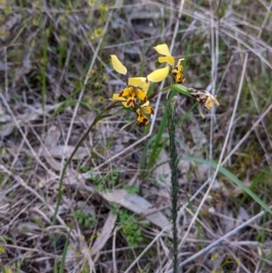 Diuris pardina at Glenroy, NSW - suppressed