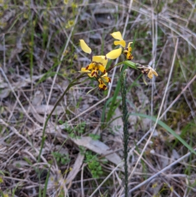 Diuris pardina (Leopard Doubletail) at Nail Can Hill - 15 Sep 2021 by Darcy
