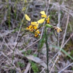 Diuris pardina at Glenroy, NSW - suppressed