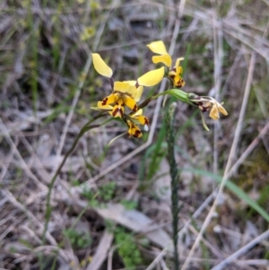 Diuris pardina at Glenroy, NSW - suppressed