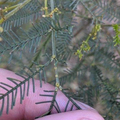 Acacia deanei subsp. paucijuga (Green Wattle) at Albury - 15 Sep 2021 by Darcy