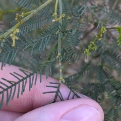 Acacia deanei subsp. paucijuga at Glenroy, NSW - 15 Sep 2021