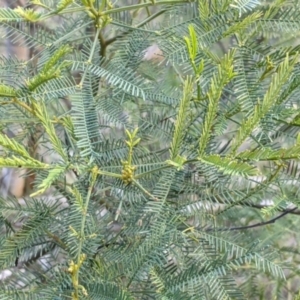Acacia deanei subsp. paucijuga at Glenroy, NSW - 15 Sep 2021
