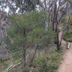 Acacia deanei subsp. paucijuga at Glenroy, NSW - 15 Sep 2021 04:43 PM