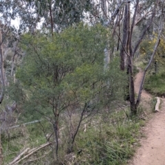 Acacia deanei subsp. paucijuga at Glenroy, NSW - 15 Sep 2021