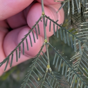 Acacia deanei subsp. paucijuga at Glenroy, NSW - 15 Sep 2021