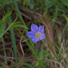Wahlenbergia sp. (Bluebell) at Glenroy, NSW - 15 Sep 2021 by Darcy