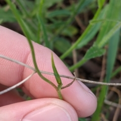 Wahlenbergia sp. at Glenroy, NSW - 15 Sep 2021