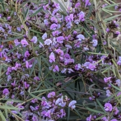 Glycine clandestina (Twining Glycine) at Glenroy, NSW - 15 Sep 2021 by Darcy