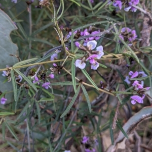 Glycine clandestina at Glenroy, NSW - 15 Sep 2021 04:45 PM