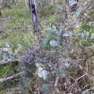 Glycine clandestina at Glenroy, NSW - 15 Sep 2021 04:45 PM