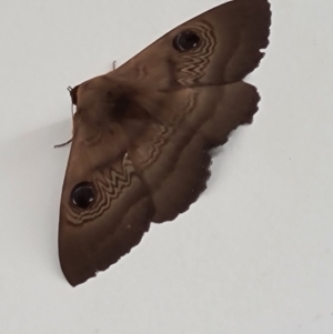 Dasypodia selenophora at Molonglo Valley, ACT - 12 Sep 2021