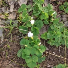 Oxalis purpurea at Glenroy, NSW - 15 Sep 2021 04:49 PM