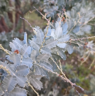 Acacia baileyana (Cootamundra Wattle, Golden Mimosa) at Albury - 15 Sep 2021 by Darcy