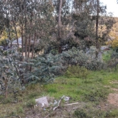 Acacia baileyana at Glenroy, NSW - 15 Sep 2021