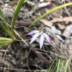 Caladenia fuscata (Dusky Fingers) at Aranda, ACT - 15 Sep 2021 by JasonC