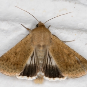 Helicoverpa punctigera at Melba, ACT - 11 Sep 2021 07:52 PM