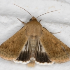 Helicoverpa punctigera at Melba, ACT - 11 Sep 2021