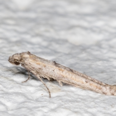 Epermenia exilis (Shark Moth (family Epermeniidae)) at Melba, ACT - 11 Sep 2021 by kasiaaus