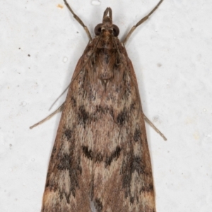 Achyra affinitalis at Melba, ACT - 11 Sep 2021 07:56 PM