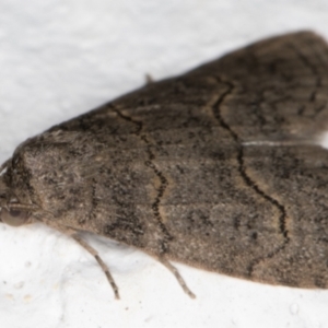 Calathusa sp nr dispila at Melba, ACT - 12 Sep 2021