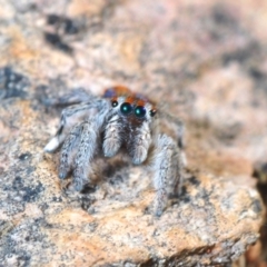 Maratus calcitrans (Kicking peacock spider) at Bruce Ridge to Gossan Hill - 15 Sep 2021 by Harrisi