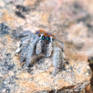 Maratus calcitrans at Bruce, ACT - 15 Sep 2021