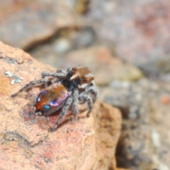 Maratus calcitrans at Bruce, ACT - 15 Sep 2021