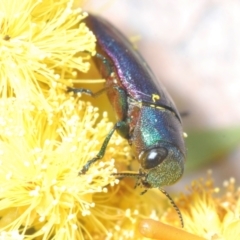 Melobasis thoracica (A jewel beetle) at Bruce, ACT - 15 Sep 2021 by Harrisi