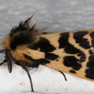 Ardices curvata (Crimson Tiger Moth) at Melba, ACT - 11 Sep 2021 by kasiaaus