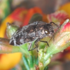 Diphucrania acuducta (Acuducta jewel beetle) at Bruce Ridge to Gossan Hill - 15 Sep 2021 by Harrisi