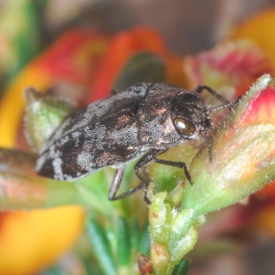 Diphucrania acuducta (Acuducta jewel beetle) at Bruce Ridge - 15 Sep 2021 by Harrisi