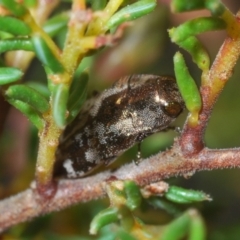 Diphucrania acuducta at Bruce, ACT - 15 Sep 2021 11:30 PM