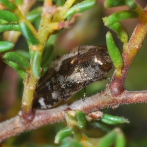 Diphucrania acuducta at Bruce, ACT - 15 Sep 2021