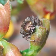 Diphucrania acuducta at Bruce, ACT - 15 Sep 2021