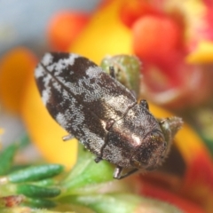 Diphucrania acuducta at Bruce, ACT - 15 Sep 2021 11:30 PM