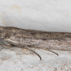 Meyrickiella homosema (Grey Snout Moth) at Melba, ACT - 11 Sep 2021 by kasiaaus
