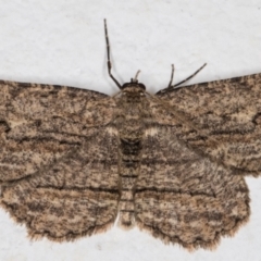 Ectropis excursaria (Common Bark Moth) at Melba, ACT - 13 Sep 2021 by kasiaaus