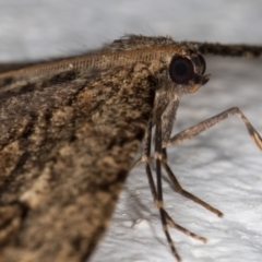 Ectropis excursaria at Melba, ACT - 13 Sep 2021 12:36 AM