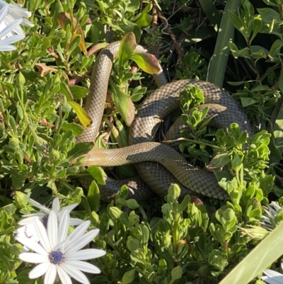 Pseudonaja textilis (Eastern Brown Snake) at QPRC LGA - 14 Sep 2021 by Ozflyfisher