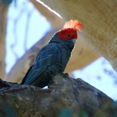 Callocephalon fimbriatum (Gang-gang Cockatoo) at Deakin, ACT - 15 Sep 2021 by LisaH