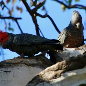 Callocephalon fimbriatum at Deakin, ACT - 15 Sep 2021