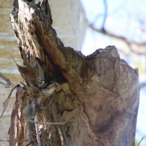 Callocephalon fimbriatum at Deakin, ACT - suppressed