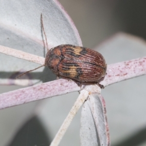 Cadmus (Cadmus) crucicollis at Scullin, ACT - 14 Sep 2021 01:15 PM