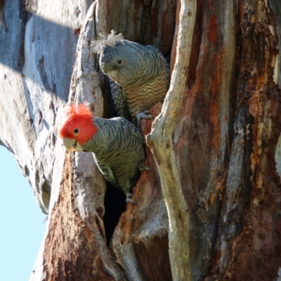 Callocephalon fimbriatum (Gang-gang Cockatoo) at Hughes, ACT - 15 Sep 2021 by LisaH