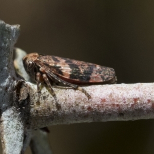 Eurymeloides adspersa at Scullin, ACT - 14 Sep 2021