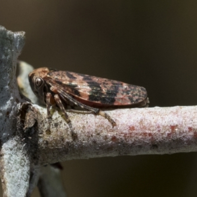 Eurymeloides adspersa (Gumtree hopper) at Scullin, ACT - 14 Sep 2021 by AlisonMilton