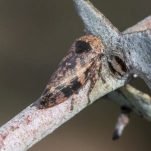 Eurymeloides adspersa at Scullin, ACT - 14 Sep 2021